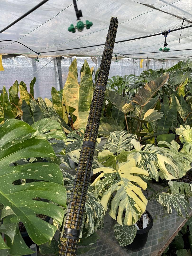 モスポール水苔入り済 生産プロの秘訣植物用上り棒20本まとめ29cmサイズ モスポール水苔入り済 生産プロの秘訣植物用上り棒20本まとめ29cmサイズ